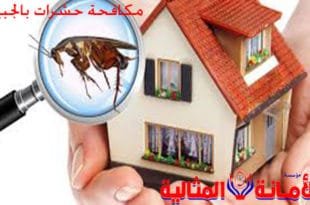 شركة مكافحة حشرات بالجبيل